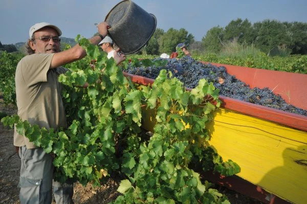 Provence_Mas de la Dame_Harvest_Romani