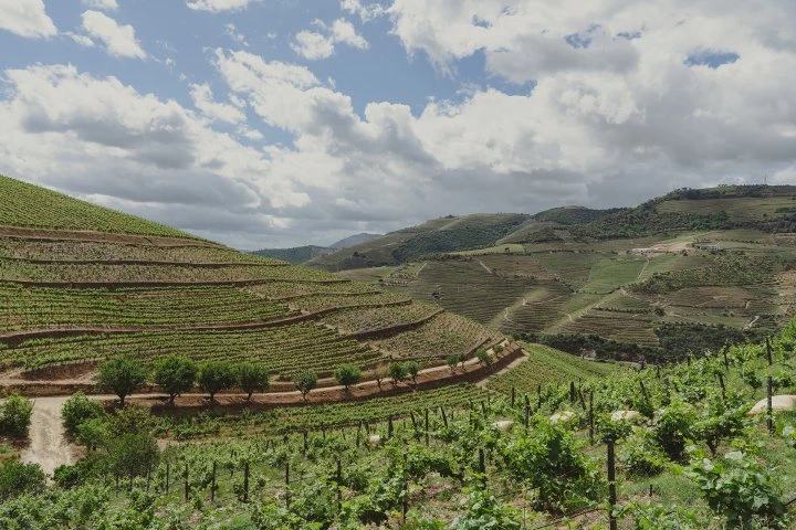 Quinta Nova - Portugal - Douro - Vineyards