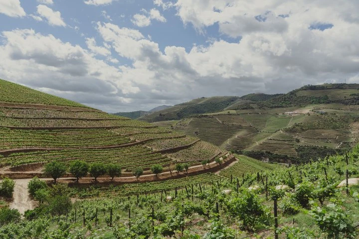 Quinta Nova - Portogallo - Douro - Vigne 