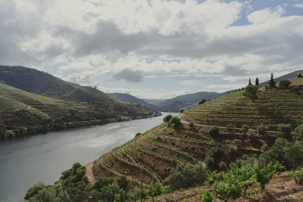 Quinta Nova - Portogallo - Douro - Vigne 