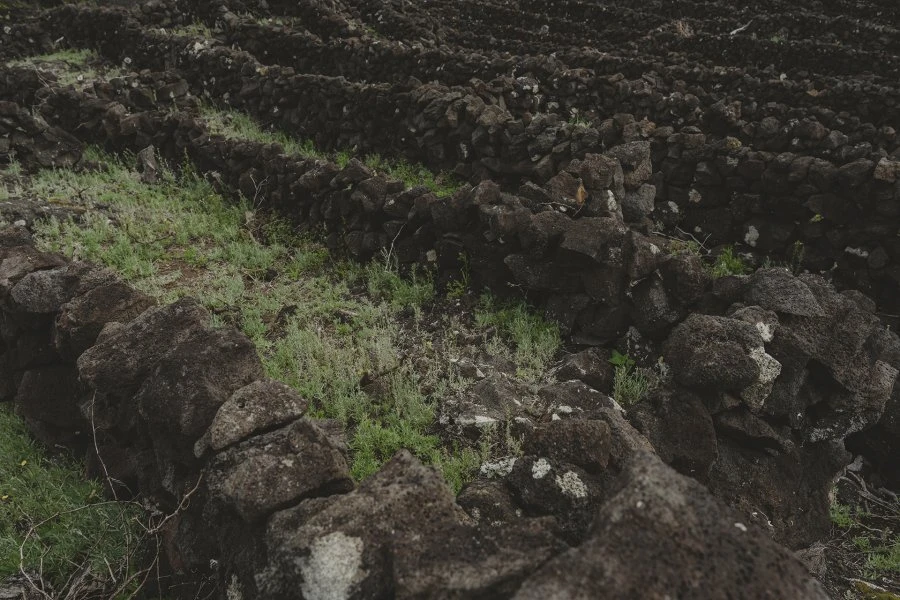 Sabor(z)inho - Azores Wine Company - Isola di Pico - Vigne