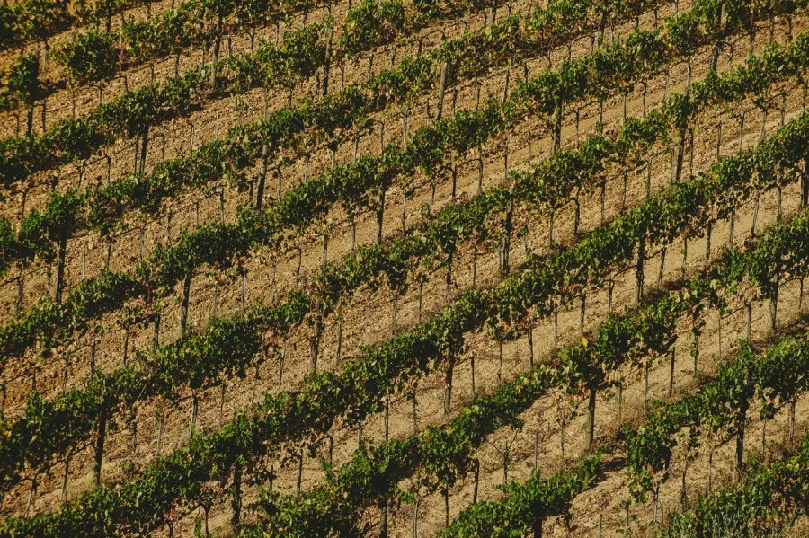 Sottol’aia - Chianti Classico D.O.C.G. - Azienda Agricola La Lama - Vigne