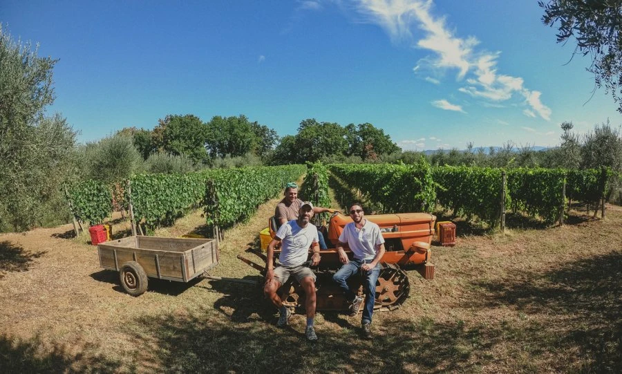 Sussulto - Amici in Bolla - Toscana - Vendemmia