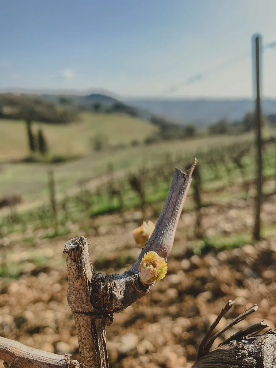 Sussulto - Amici in Bolla - Toscana - Vigneto