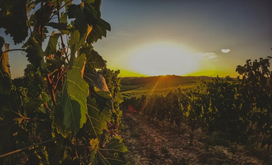 Sussulto - Amici in Bolla - Toscana - Vigneto