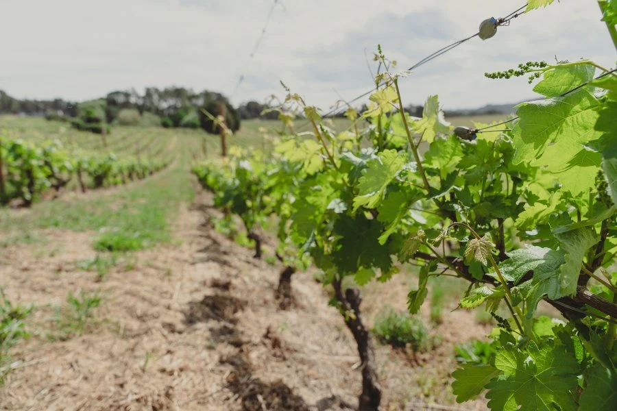 Taboadella - Dao - Taboadella Encruzado Reserva - Vigne