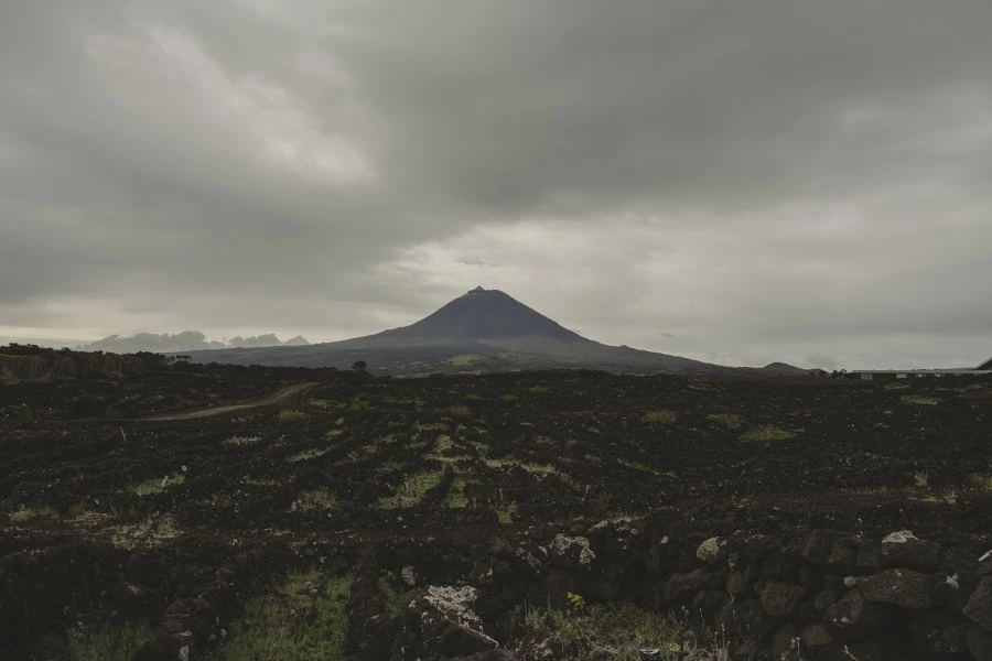 Vinha dos Aards - Azores Wine Company - Island of Pico - Vineyard